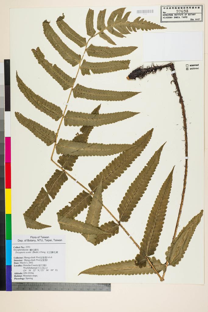 <Unit #53173 Wu, Sheng-chieh | 吳聖傑 | 2351:: | Dryopteris scottii (Bedd.) Ching>