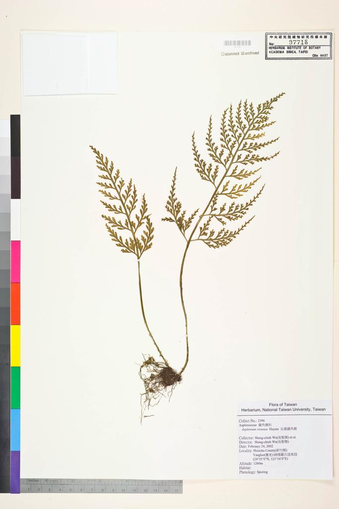 <Unit #52357 Wu, Sheng-chieh | 吳聖傑 | 2396:: | Asplenium ritoense Hayata>