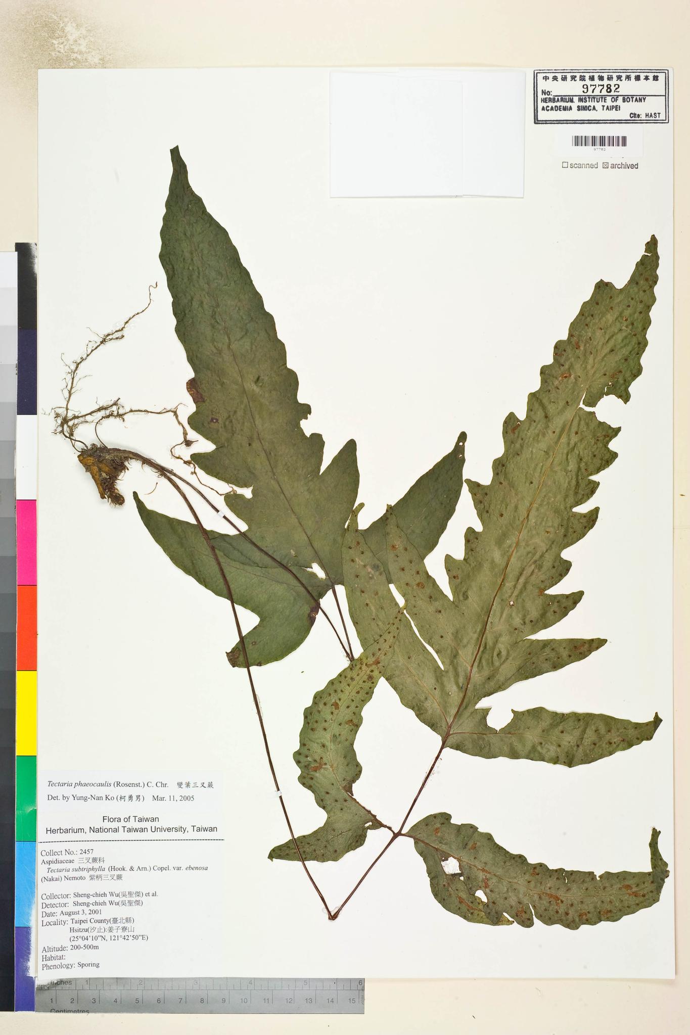 Sample image for viewer