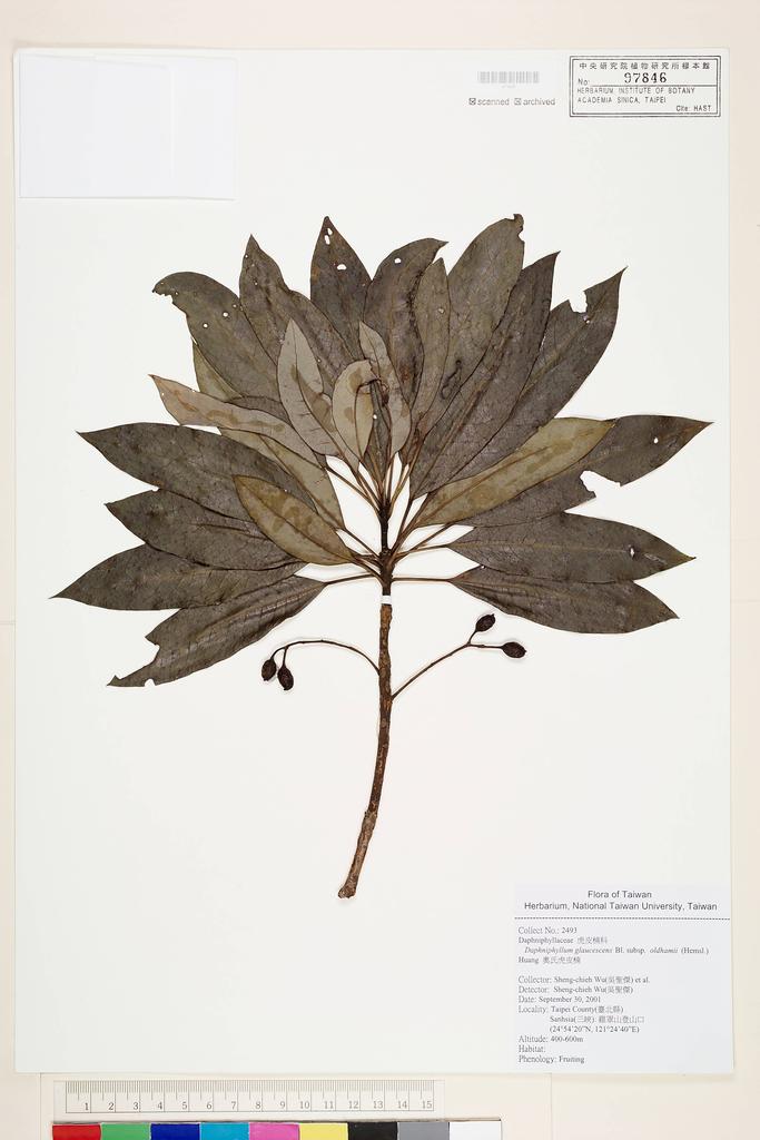 <Unit #52382 Wu, Sheng-chieh | 吳聖傑 | 2493:: | Daphniphyllum glaucescens subsp. oldhamii T.C. Huang>