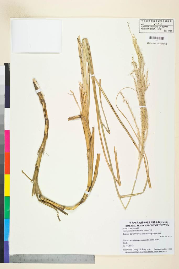 <Unit #51325 Leong, Wai-Chao | 梁慧舟 | 1494:: | Saccharum spontaneum L.>
