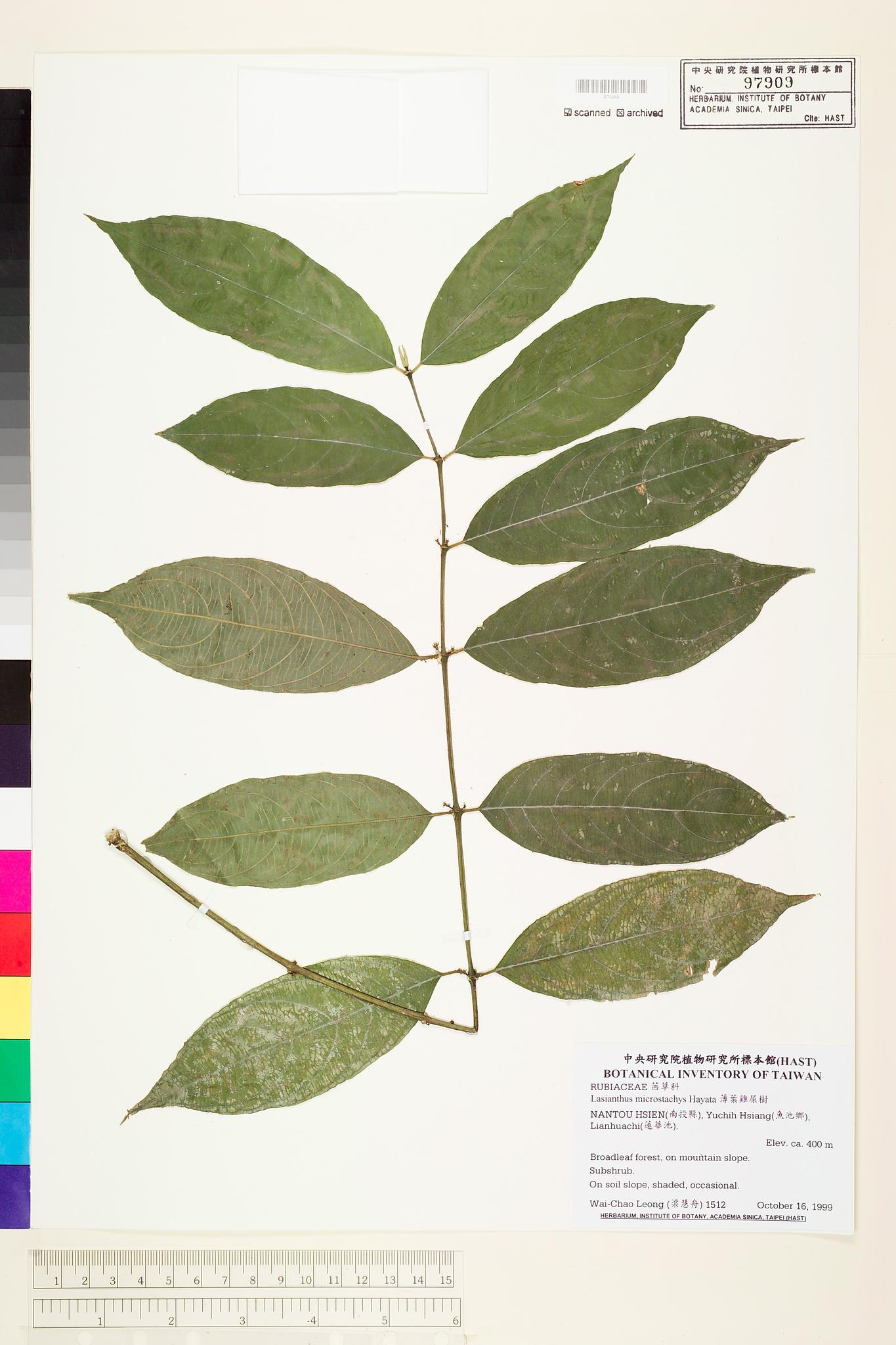 Sample image for viewer