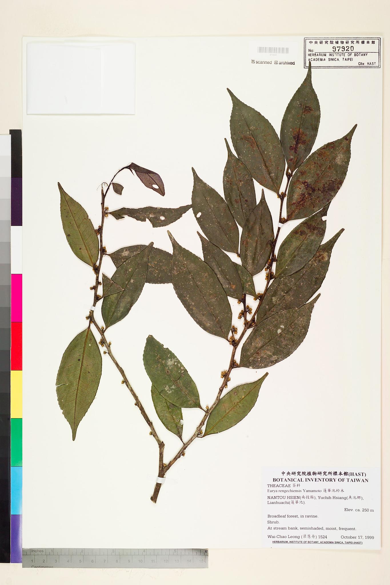 Sample image for viewer