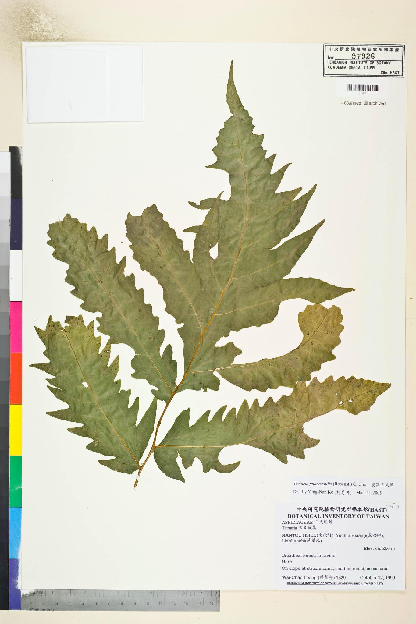 Sample image for viewer