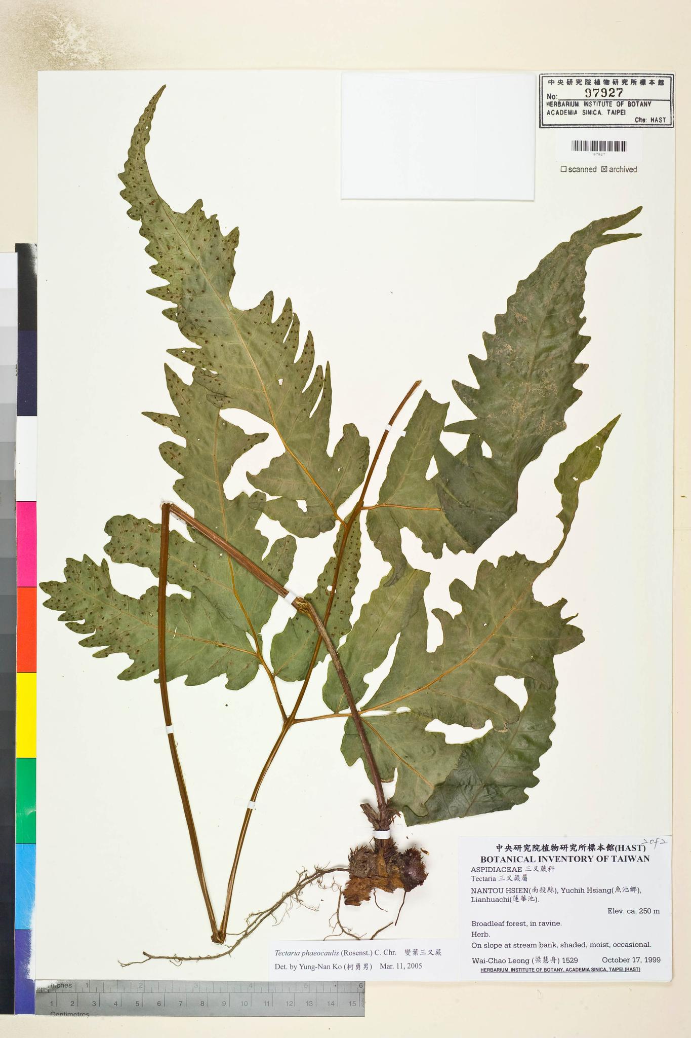 Sample image for viewer