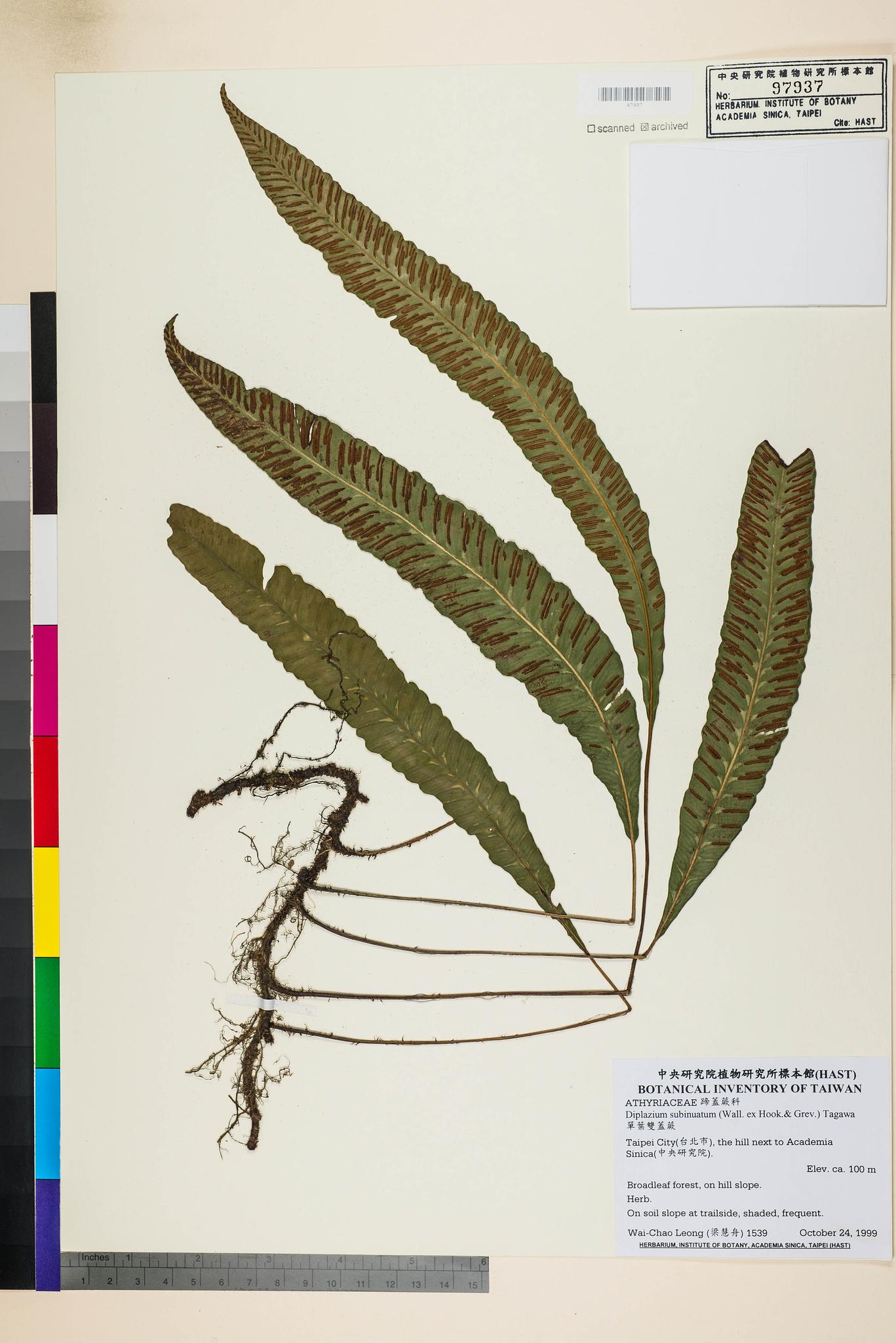 Sample image for viewer