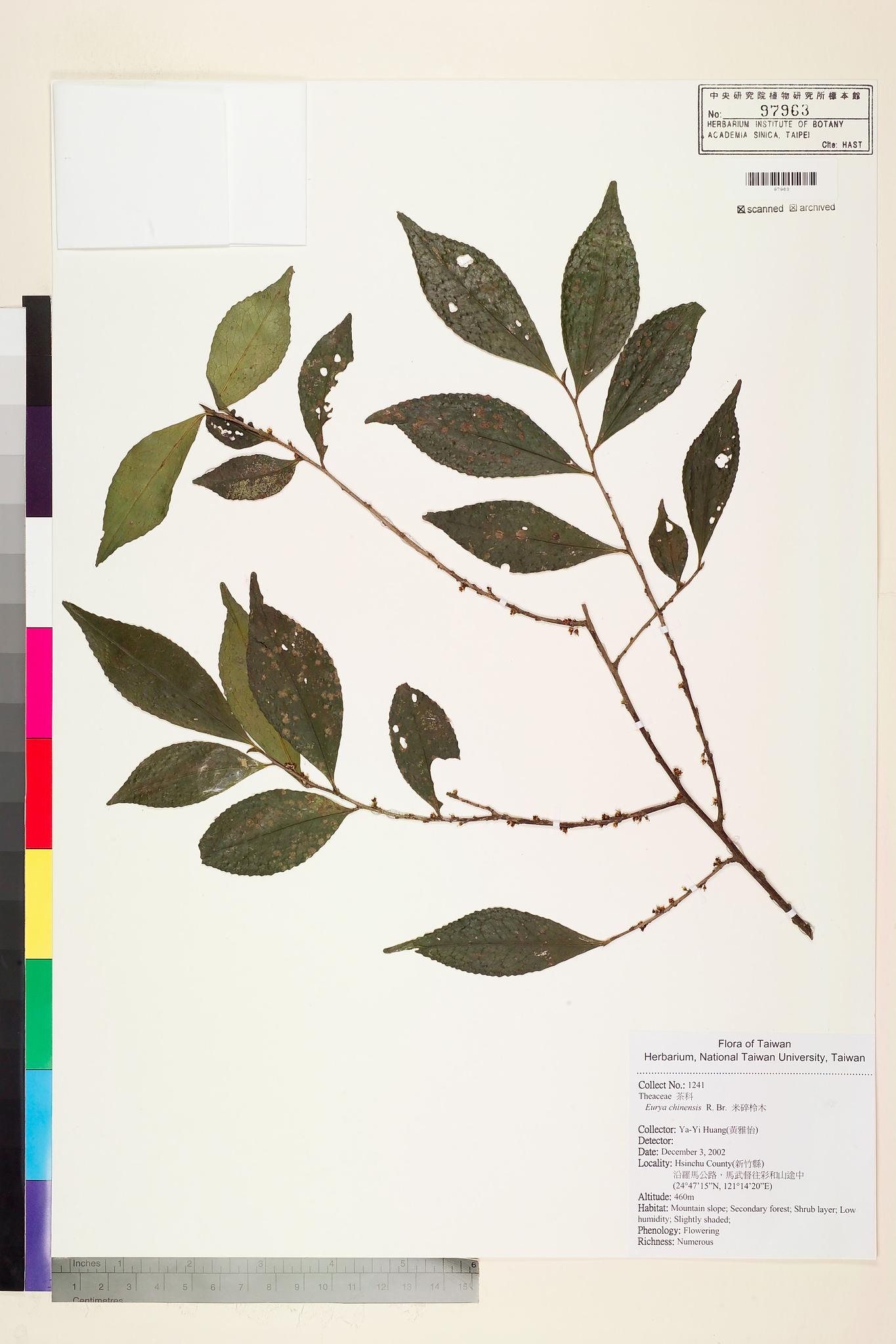 Sample image for viewer