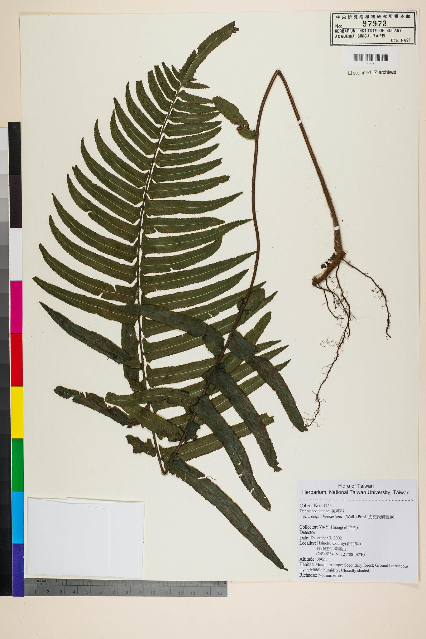 Sample image for viewer