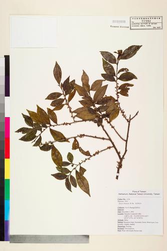 Eurya chinensis R. Br.
