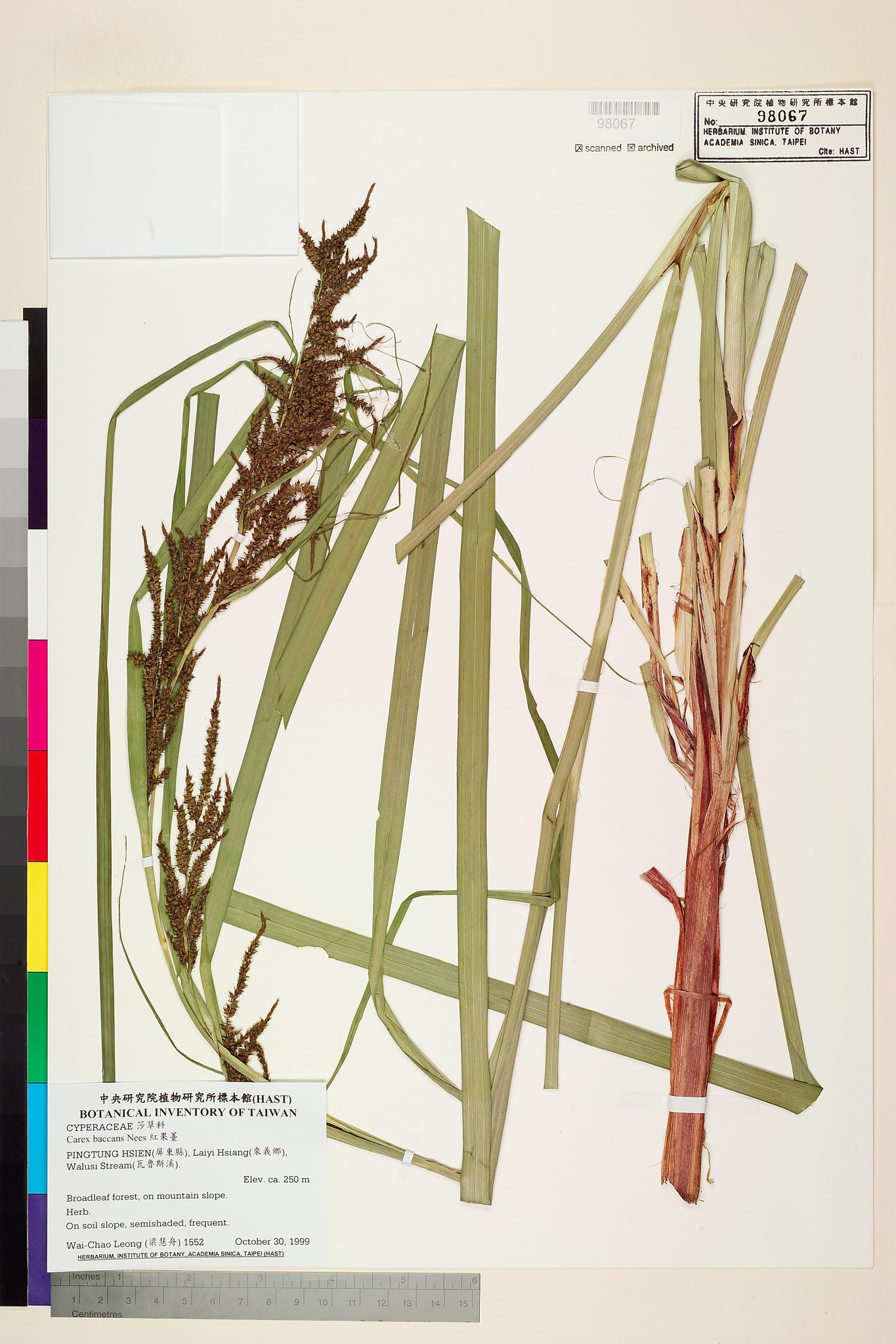 Sample image for viewer