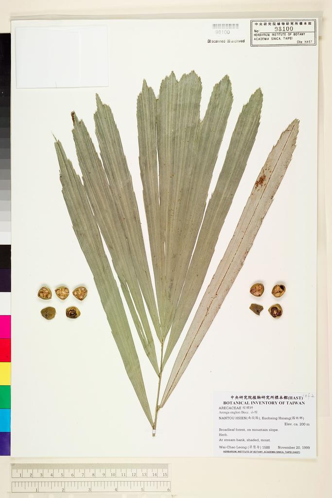 <Unit #53426 Leong, Wai-Chao | 梁慧舟 | 1588:: | Arenga engleri Becc.>