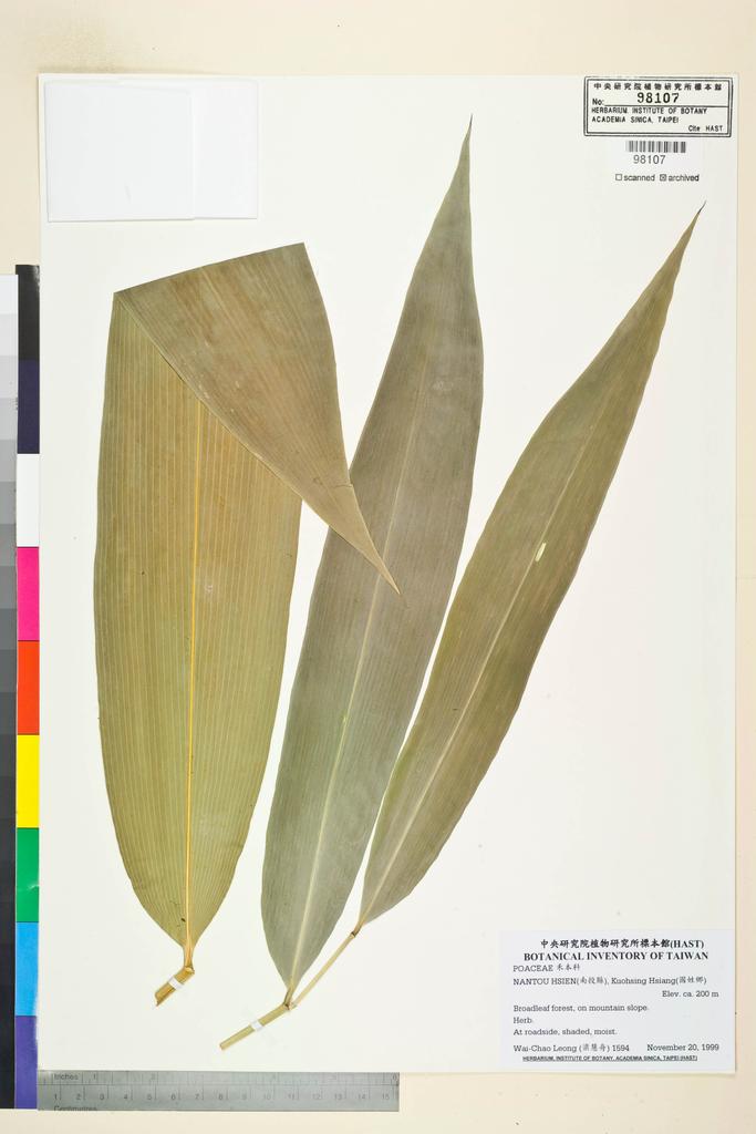 <Unit #51117 Leong, Wai-Chao | 梁慧舟 | 1594:: | POACEAE>