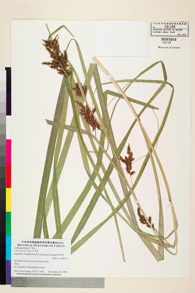 <Unit #51118 Leong, Wai-Chao | 梁慧舟 | 1595:: | Carex baccans Nees>