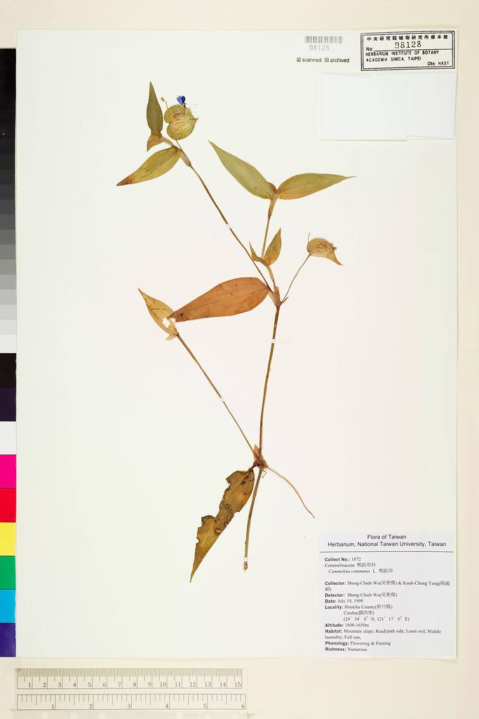 <Unit #53550 Wu, Sheng-chieh | 吳聖傑 | 1872:: | Commelina communis L.>