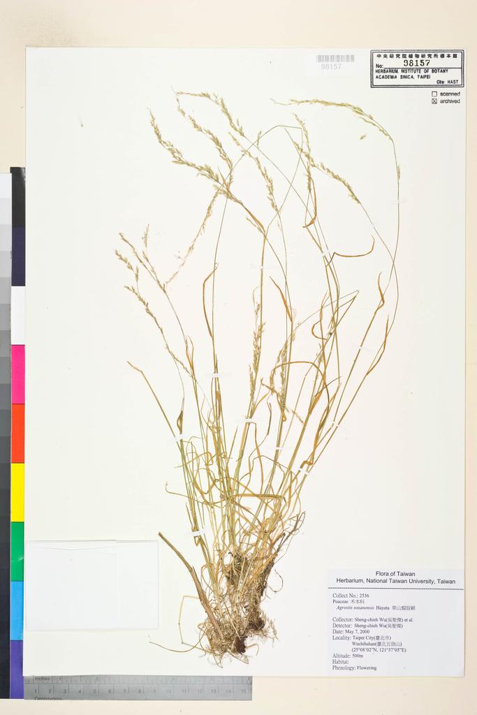 <Unit #53517 Wu, Sheng-chieh | 吳聖傑 | 2536:: | Agrostis sozanensis Hayata>
