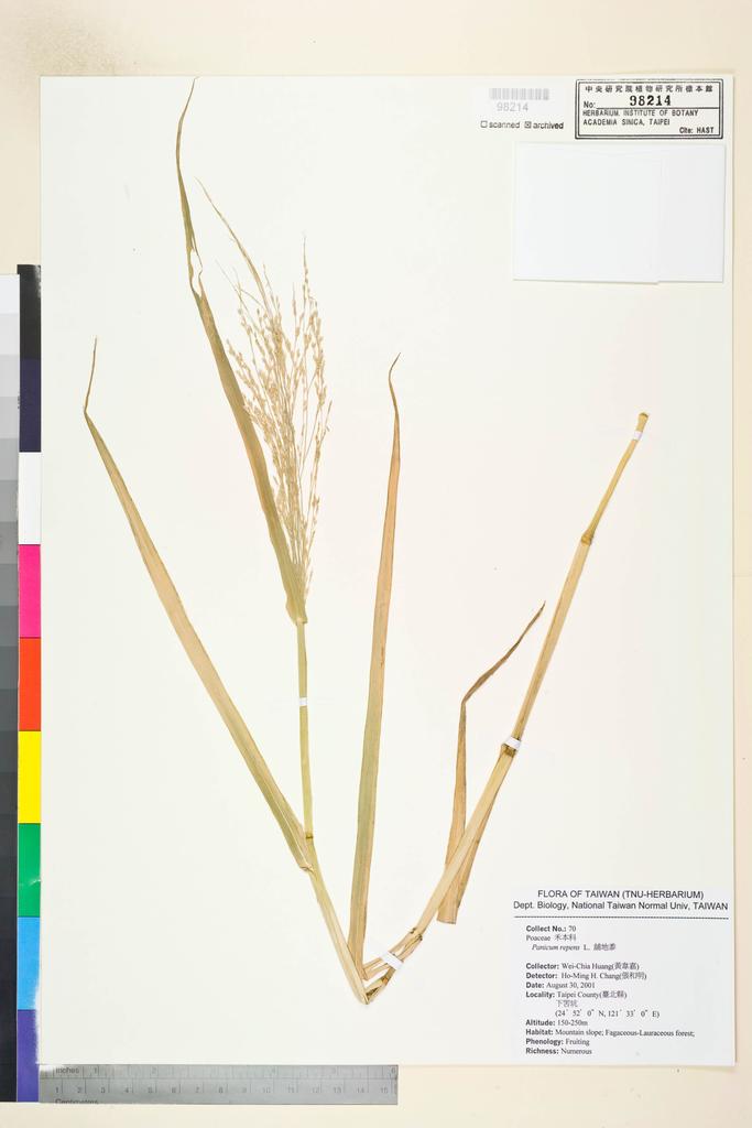 <Unit #53636 Huang, Wei-Chia | 黃韋嘉 | 70:: | Panicum repens L.>