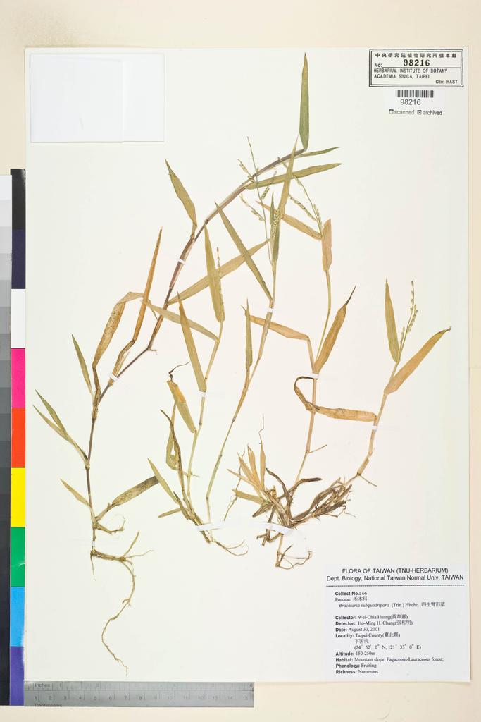 <Unit #53798 Huang, Wei-Chia | 黃韋嘉 | 66:: | Brachiaria subquadripara (Trin.) Hitchc.>