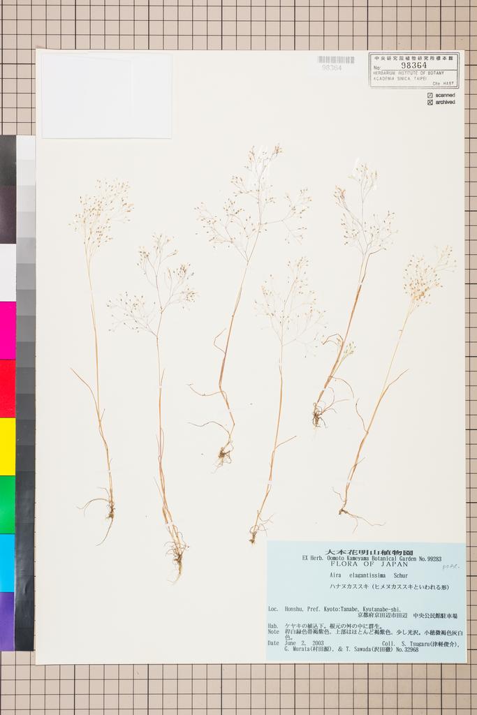 <Unit #114775 Tsugaru, S. | 津軽俊介 | 32968:: | POACEAE>