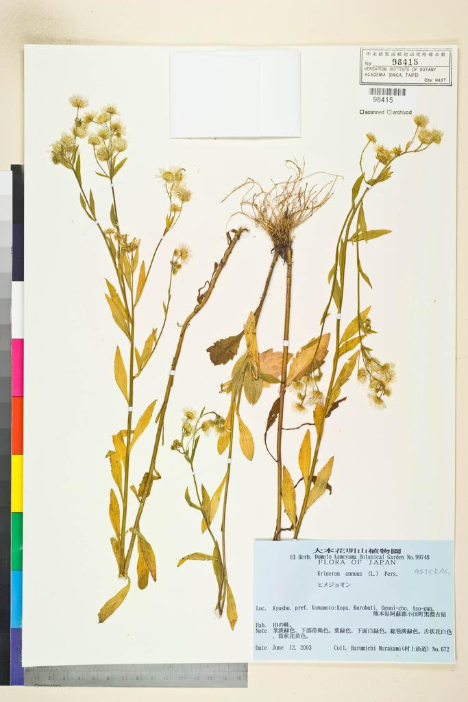 <Unit #109647  | 672:: | Erigeron annuus (L.) Pers.>