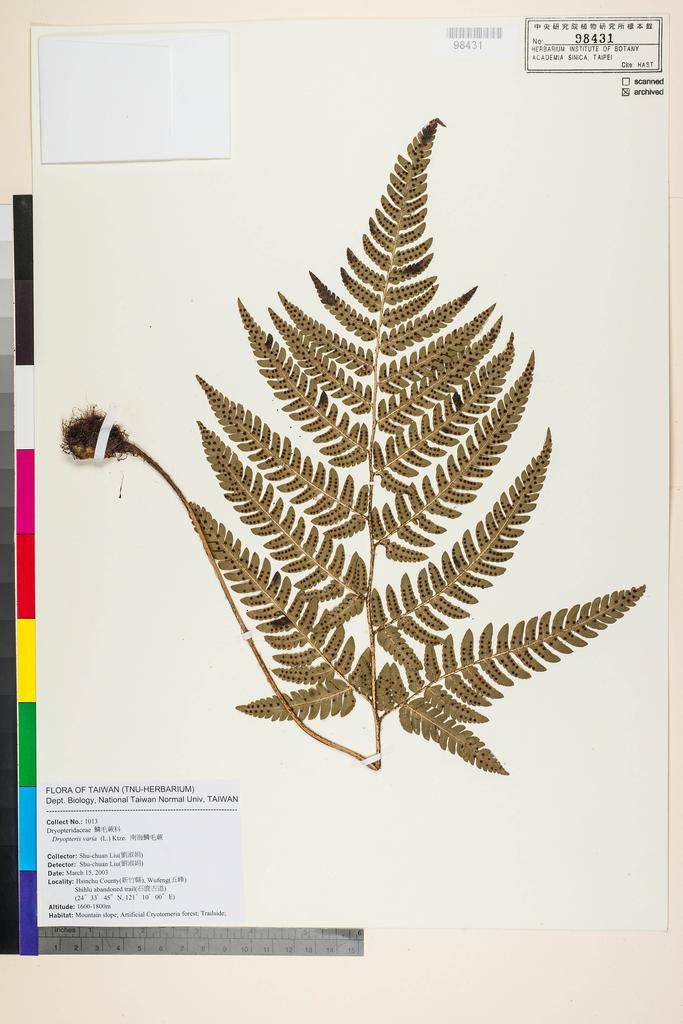 <Unit #53873 Liu, Shu-Chuan | 劉淑娟 | 1013:: | Dryopteris varia (L.) Kuntze>