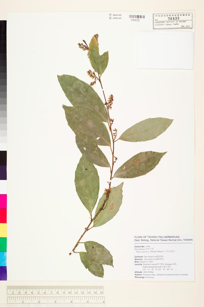 <Unit #53742 Liu, Shu-Chuan | 劉淑娟 | 1016:: | Maesa japonica (Thunb.) Moritzi ex Zoll.>