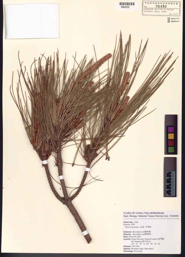 <Unit #51562 Liu, Shu-Chuan | 劉淑娟 | 1049:: | Pinus massoniana Lambert>