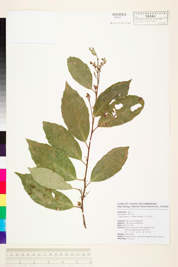 <Unit #53741 Liu, Shu-Chuan | 劉淑娟 | 1016:: | Maesa japonica (Thunb.) Moritzi ex Zoll.>