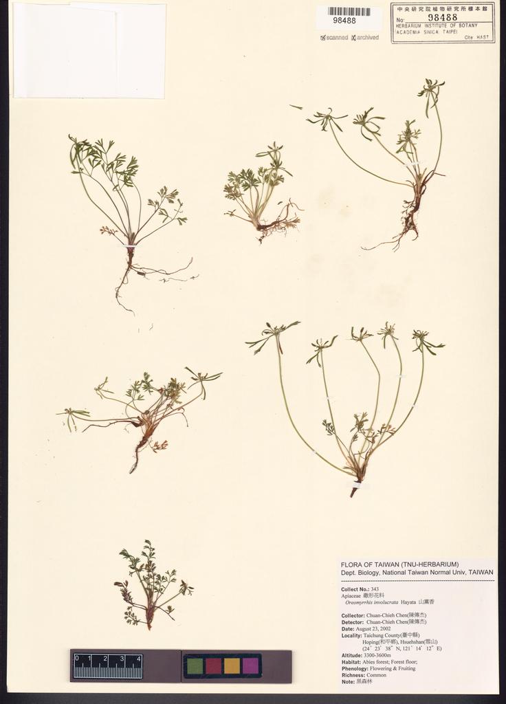 <Unit #53805 Chen, Chuan-Chieh | 陳傳杰 | 343:: | Oreomyrrhis involucrata Hayata>