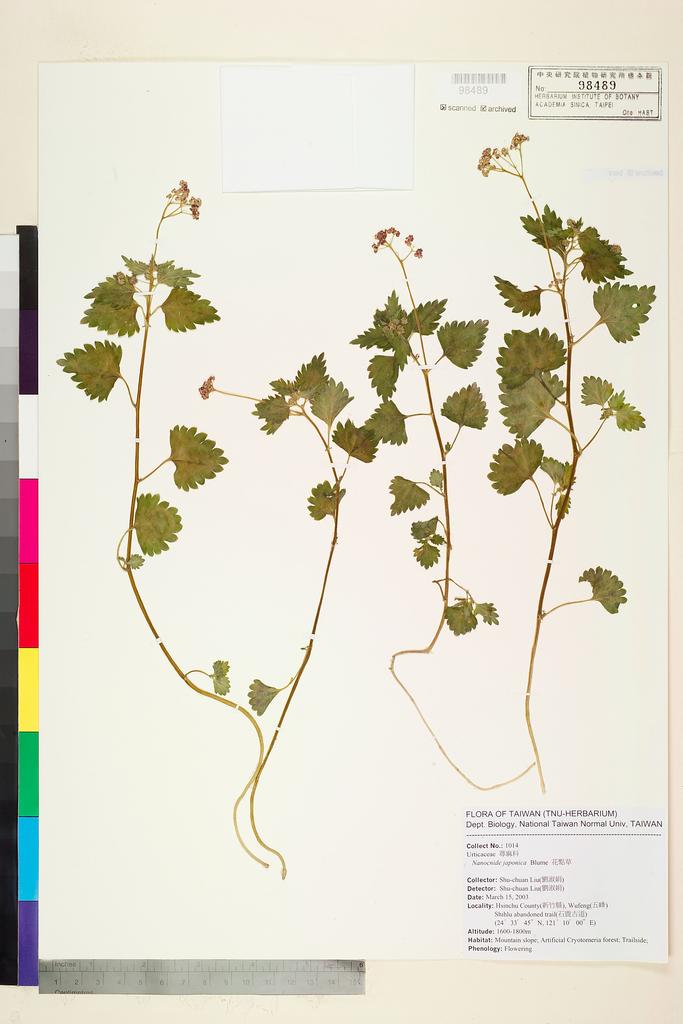 <Unit #53807 Liu, Shu-Chuan | 劉淑娟 | 1014:: | Nanocnide japonica Bl.>