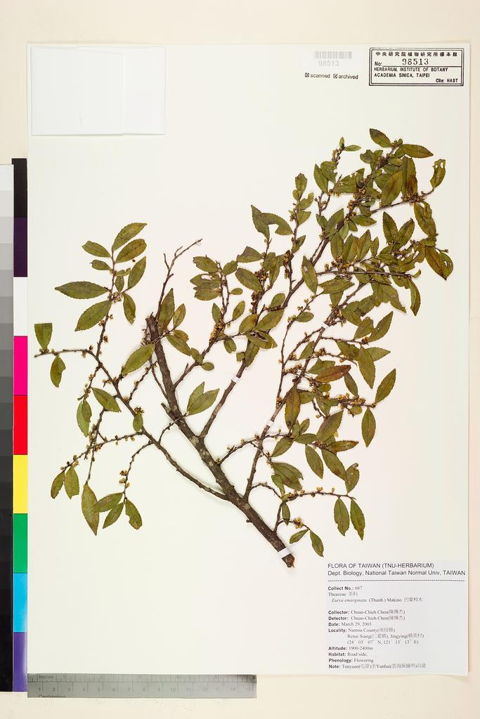 <Unit #53724 Chen, Chuan-Chieh | 陳傳杰 | 687:: | Eurya emarginata (Thunb.) Makino>