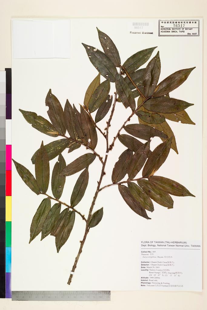 <Unit #53678 Chen, Chuan-Chieh | 陳傳杰 | 685:: | Eurya strigillosa Hayata>