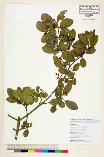Viburnum taitoense Hayata