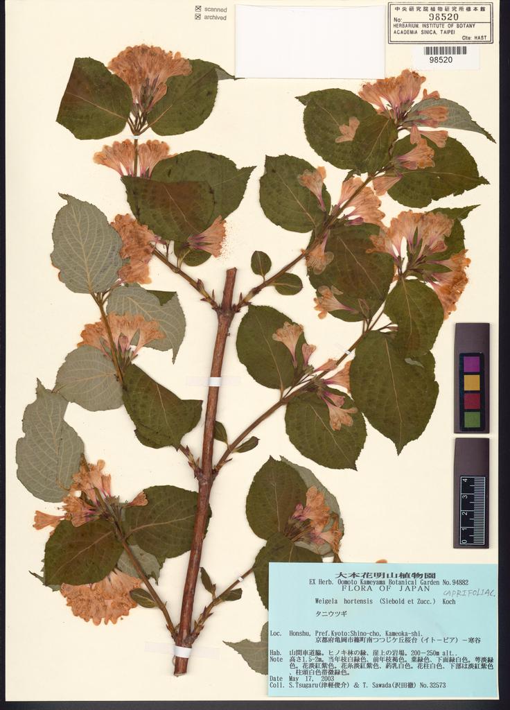 <Unit #123592 Tsugaru, S. | 津軽俊介 | 32573:: | Weigela hortensis C.A. Mey.>