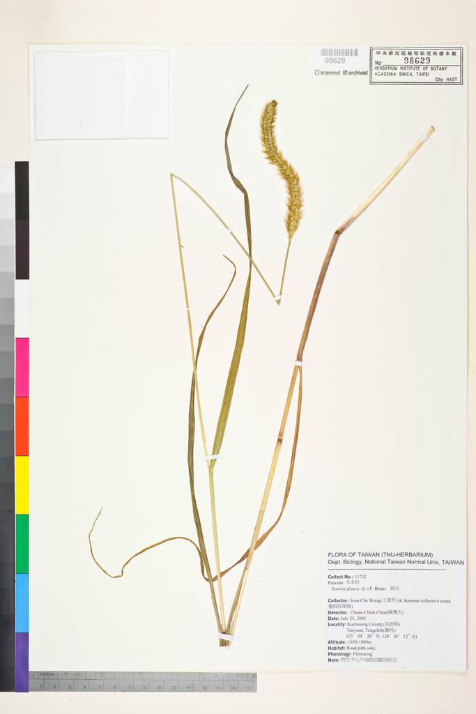 <Unit #54143 Wang, Jenn-Che | 王震哲 | 11732:: | Setaria glauca (L.) P. Beauv.>