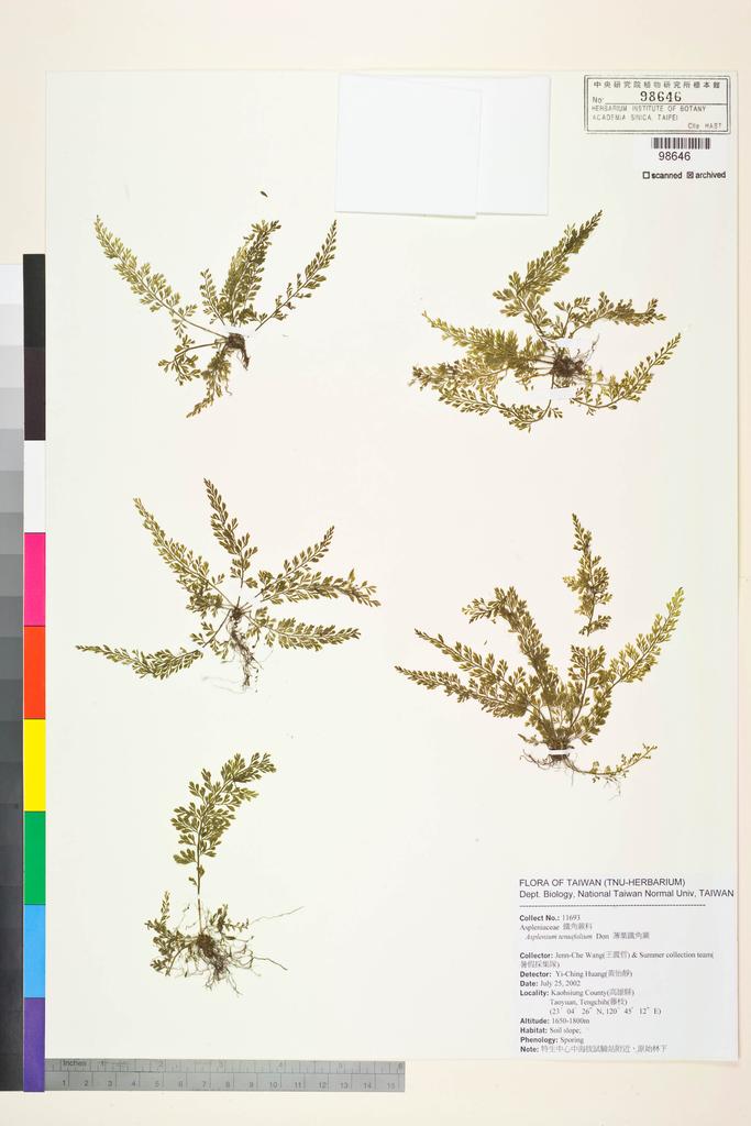 <Unit #52729 Wang, Jenn-Che | 王震哲 | 11693:: | Asplenium tenuifolium D. Don>