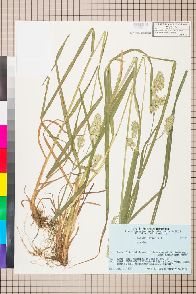 <Unit #108958 Tsugaru, S. | 津軽俊介 | 32865:: | Dactylis glomerata L.>
