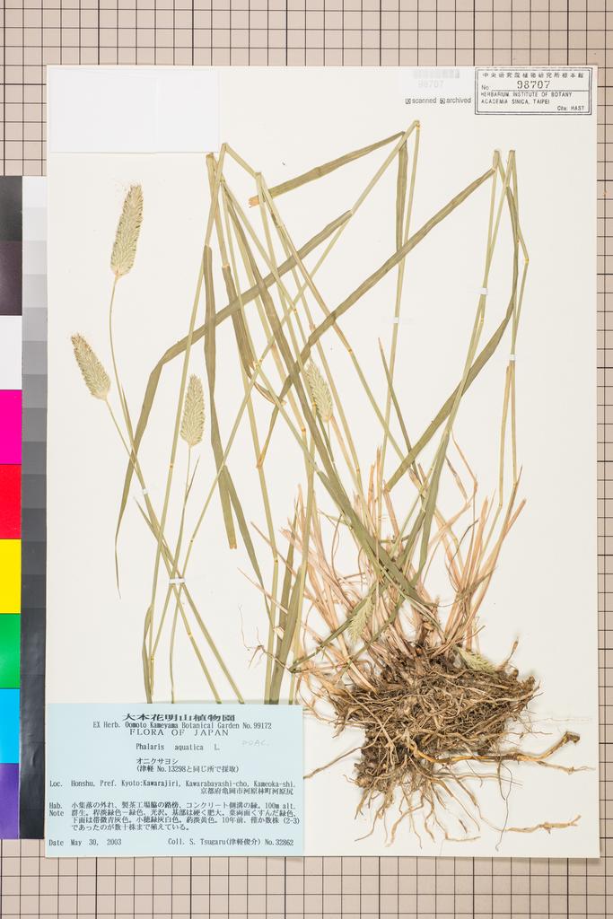 <Unit #112940 Tsugaru, S. | 津軽俊介 | 32862:: | Phalaris>