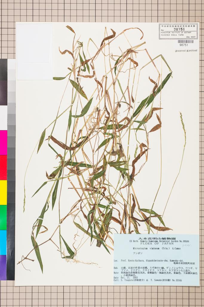 <Unit #111614 Tsugaru, S. | 津軽俊介 | 33165:: | Microstegium vimineum (Trin.) A. Camus>