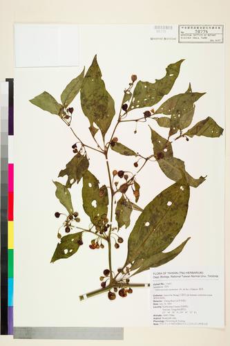 Tubocapsicum anomalum (Franch. & Sav.) Makino
