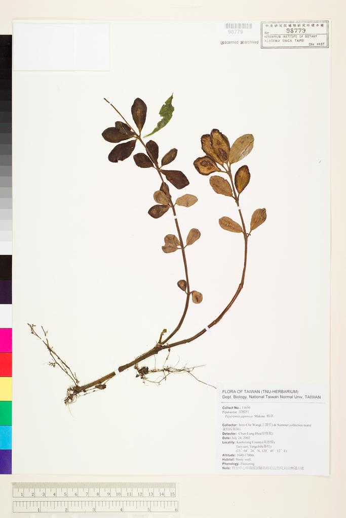 <Unit #49243 Wang, Jenn-Che | 王震哲 | 11650:: | Peperomia japonica Makino>