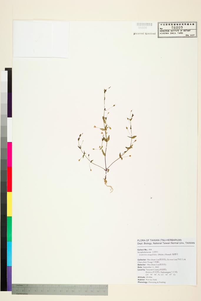 <Unit #53959 Liu, Shu-Chuan | 劉淑娟 | 804:: | Lindernia anagallidea (Michx.) Pennell>