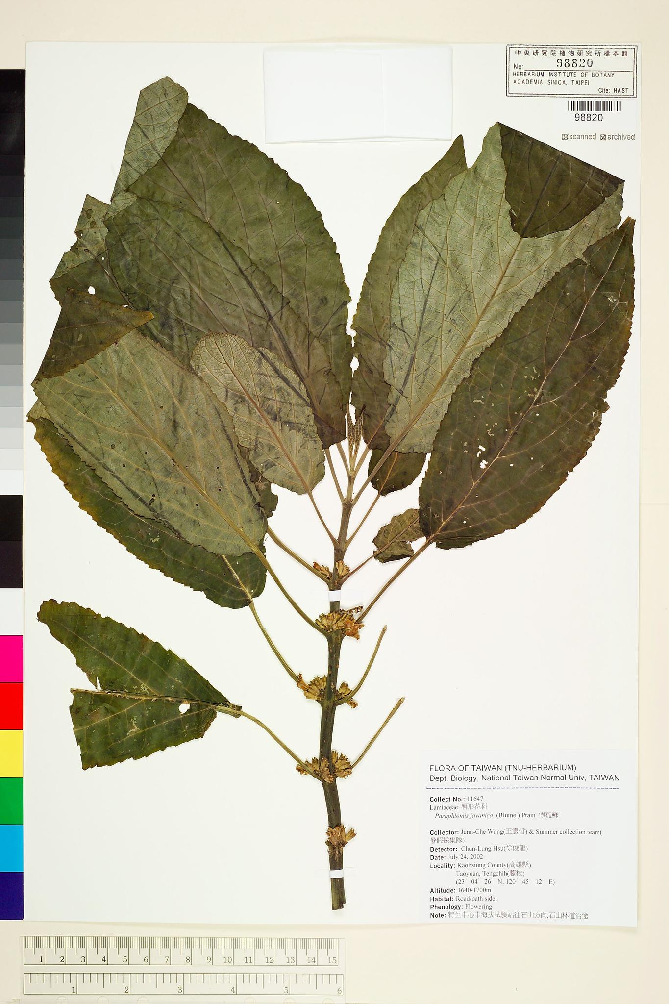 Sample image for viewer