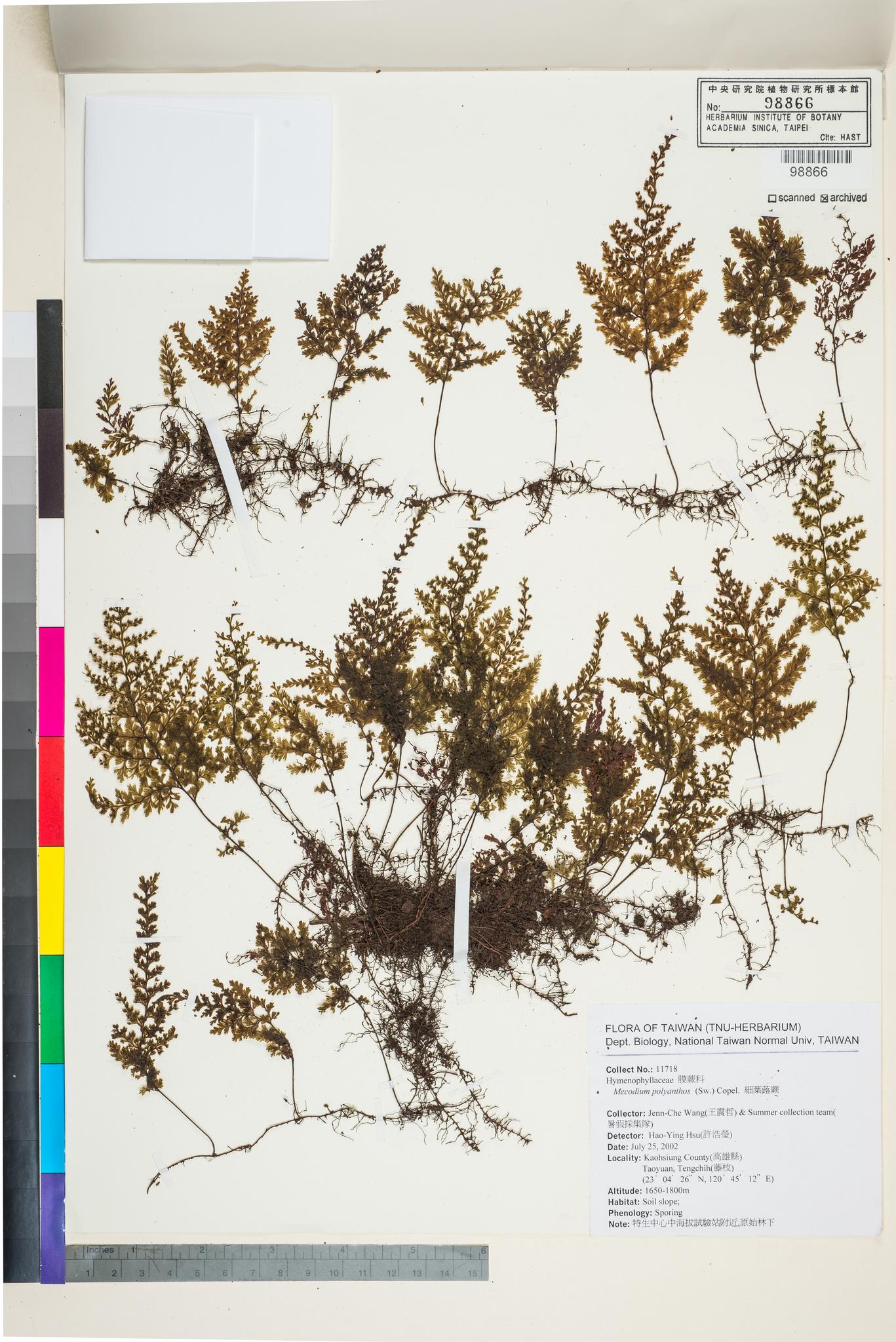 Sample image for viewer