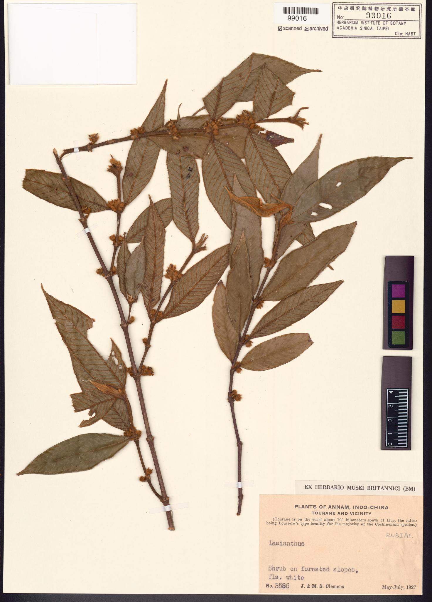 Sample image for viewer