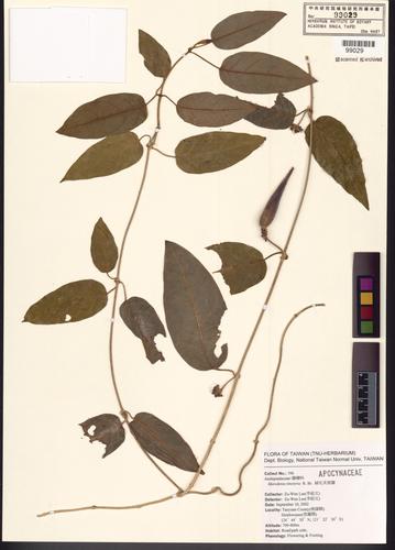 Marsdenia tinctoria R. Brown