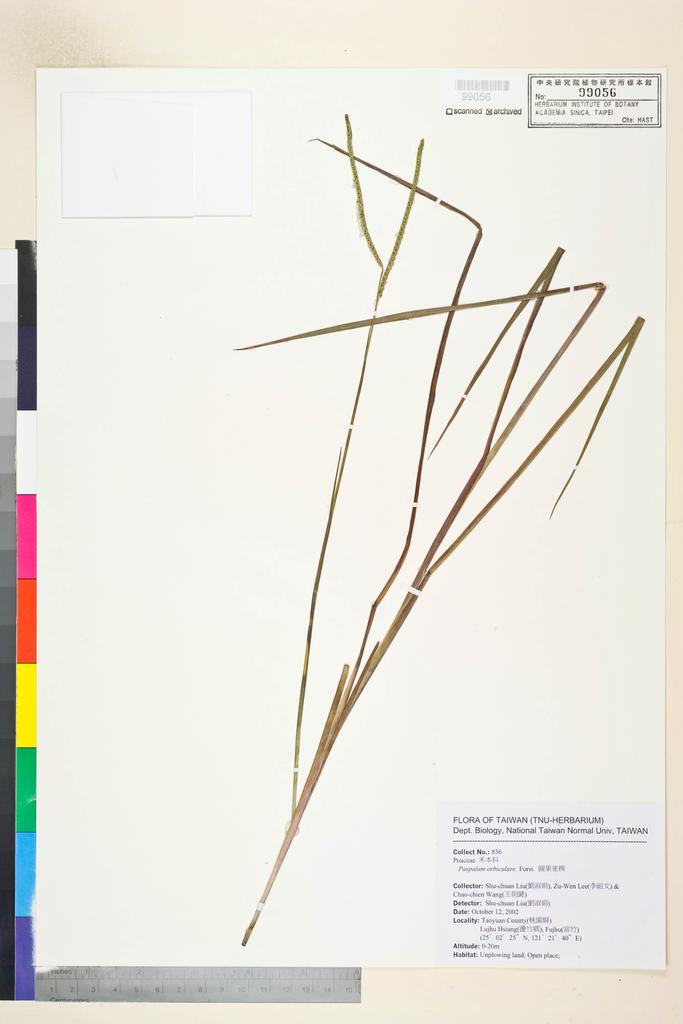 <Unit #54107 Liu, Shu-Chuan | 劉淑娟 | 836:: | Paspalum orbiculare G. Forst.>