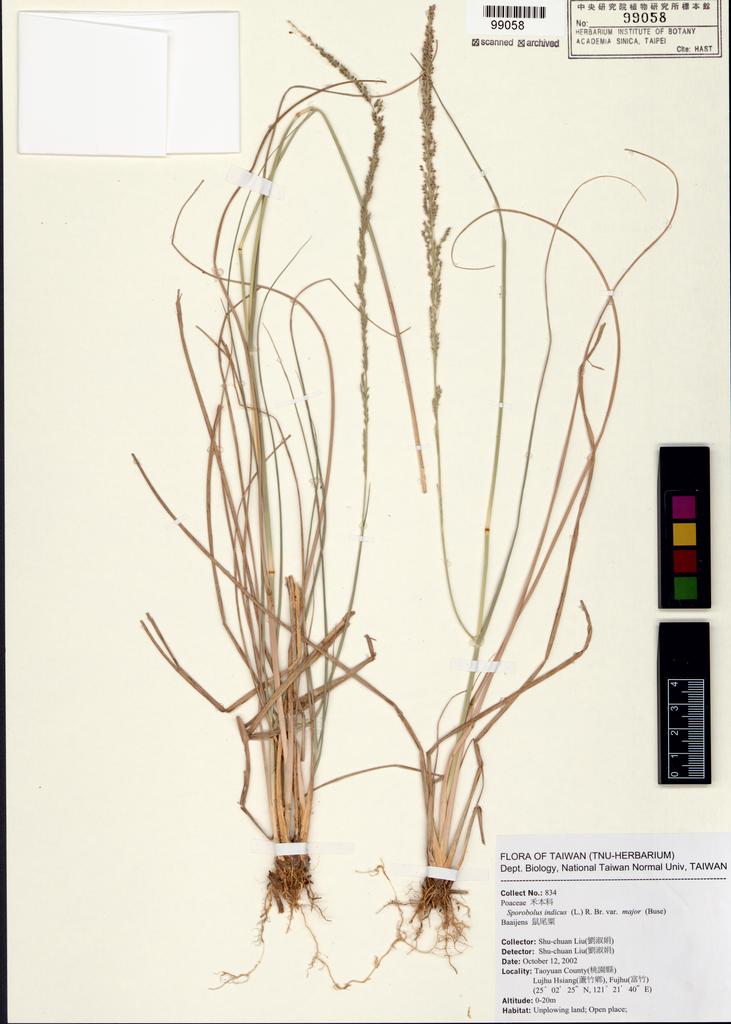 <Unit #54109 Liu, Shu-Chuan | 劉淑娟 | 834:: | Sporobolus indicus var. major (Büse) Baaijens>
