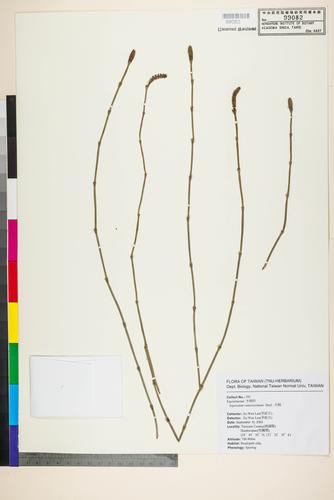 Equisetum ramosissimum Desf.