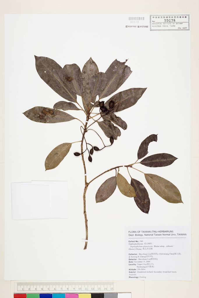 <Unit #54317 Liu, Shu-Chuan | 劉淑娟 | 549:: | Daphniphyllum glaucescens subsp. oldhamii T.C. Huang>