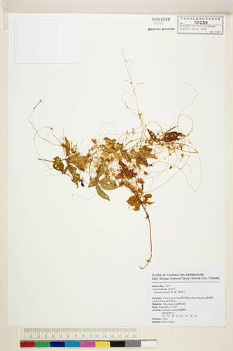 Cuscuta australis R. Brown